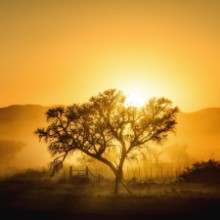 Picture of Golden Sunrise