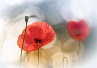 Obrazek Morning Poppies