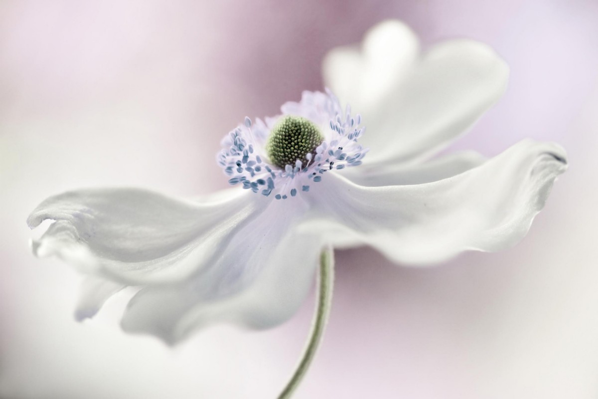 Afbeeldingen van Anemone breeze