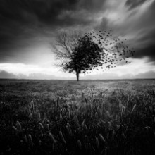 Εικόνα της Crown of Crows