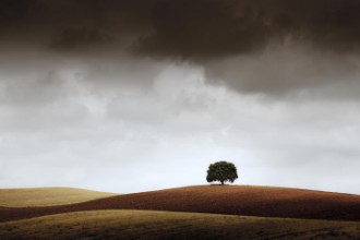 Bild von Tree pf Reflection
