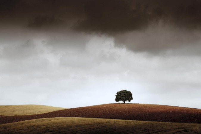 Image de Tree pf Reflection