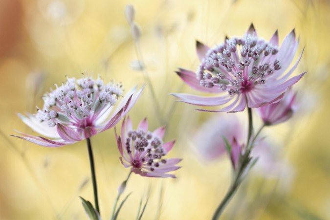 Image de Astrantia Major