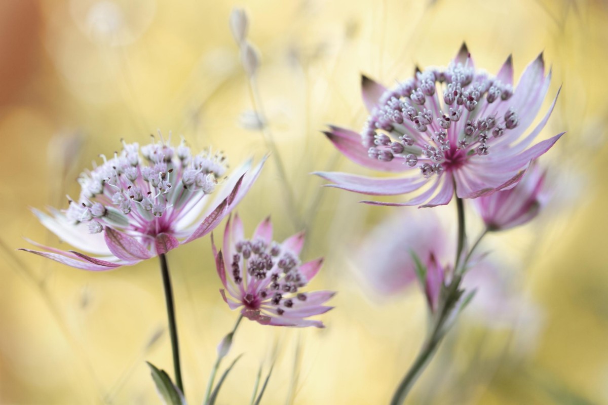 Picture of Astrantia Major