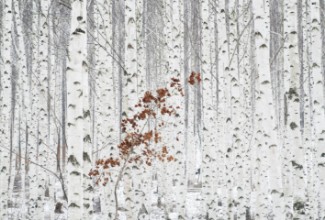 Bild von From White