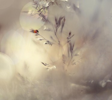 Bild på Little lady