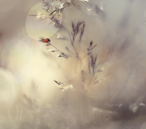 Picture of Little lady