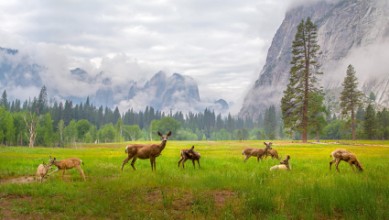 Image de Famille de cerfs