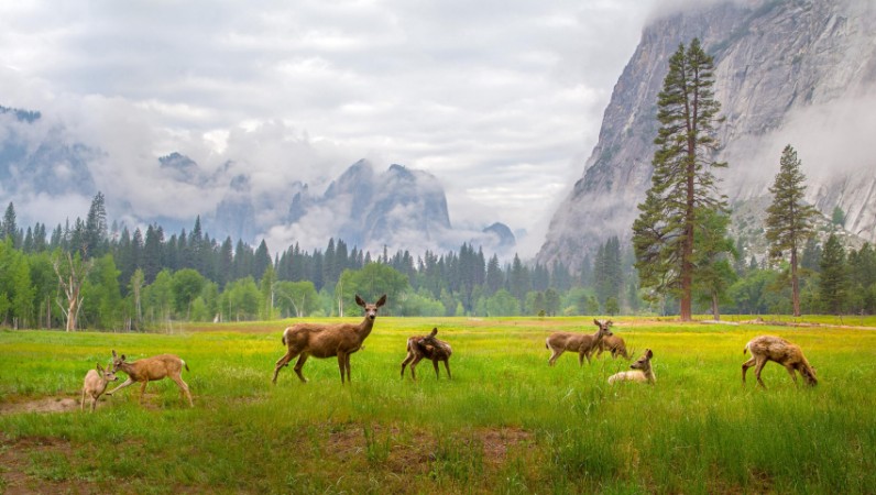 Picture of Hjortefamilie