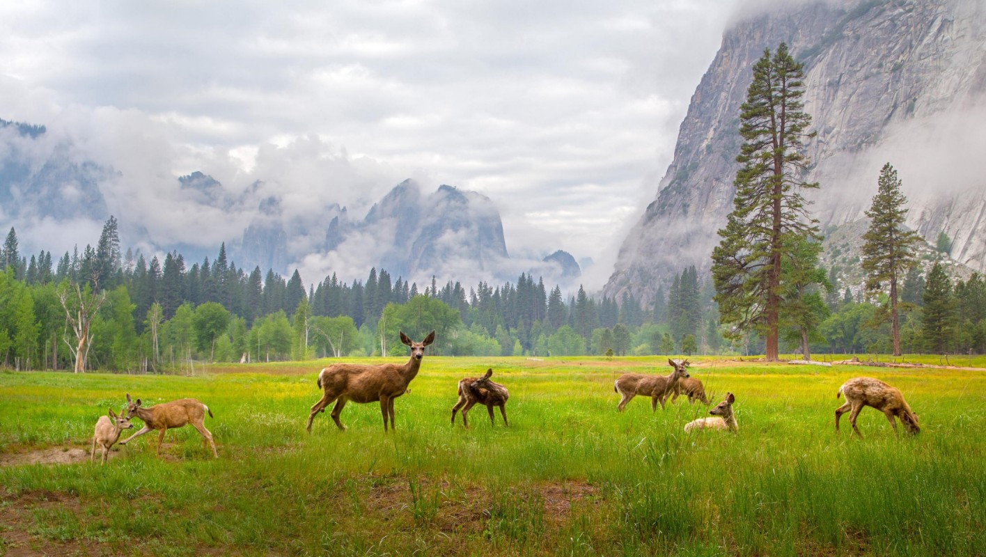 Image de Famille de cerfs