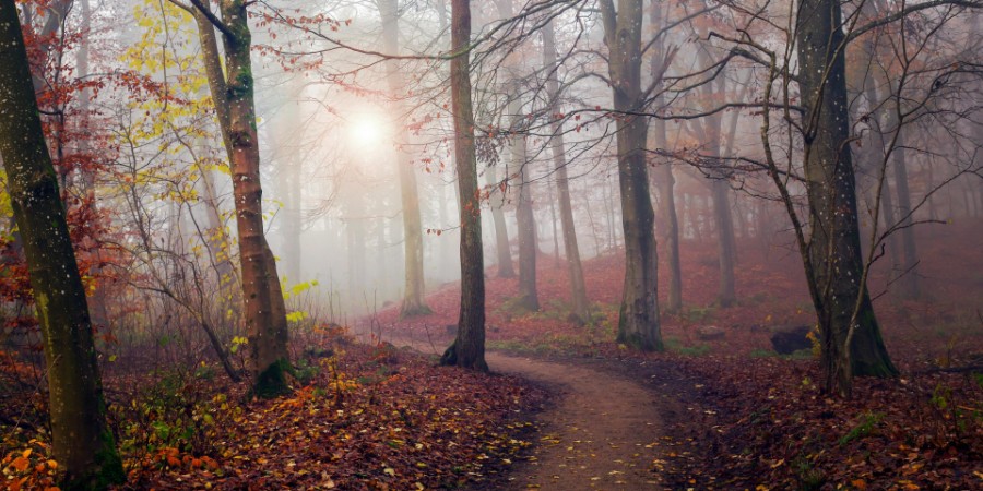 Image de Autumn Sun.