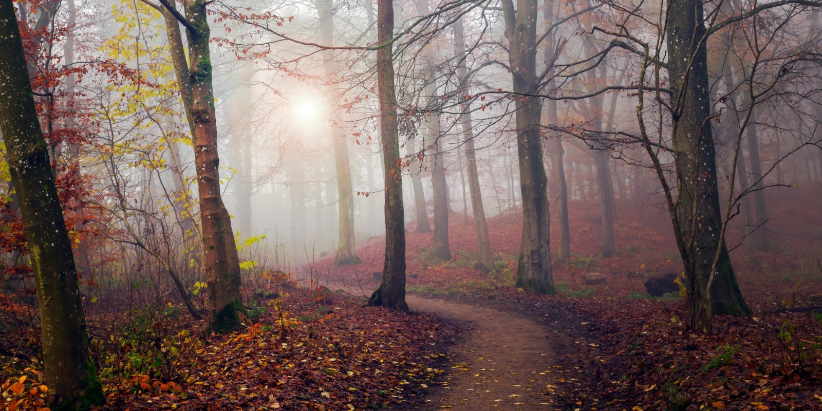 Afbeeldingen van Autumn Sun.