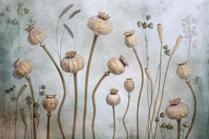 Papaver photowallpaper Scandiwall