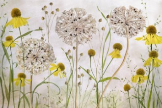 Image de Alliums and heleniums