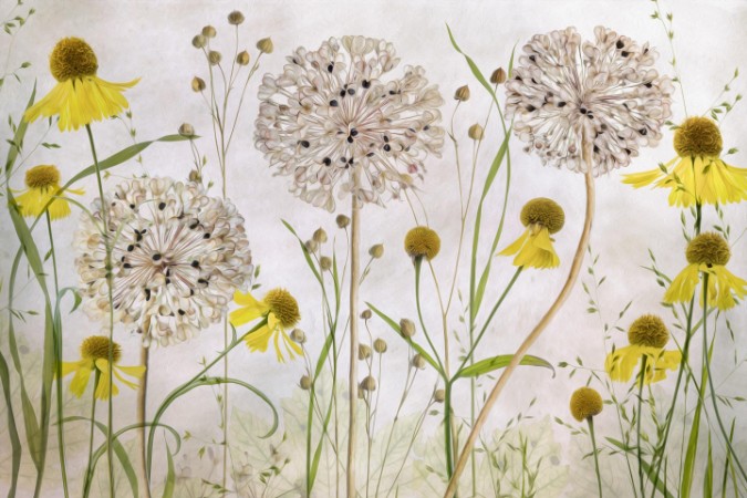 Alliums and heleniums photowallpaper Scandiwall