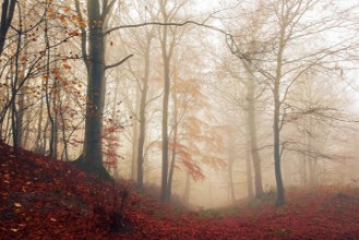 Image de Foggy Fall Forest