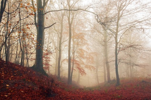 Waiting for the deer. photowallpaper Scandiwall