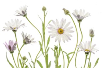 Obrázek Cape Daisies