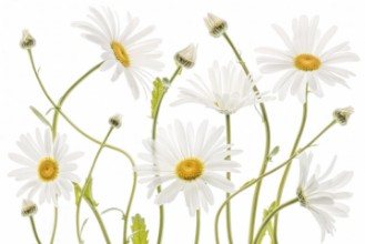 Bild von Ox eye Daisies