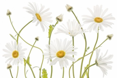 Image de Ox eye Daisies