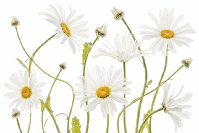 Afbeeldingen van Ox eye Daisies