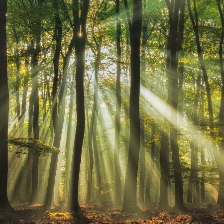 Sunny start to the day photowallpaper Scandiwall