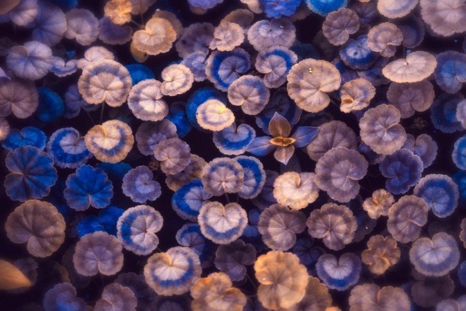 Picture of The Little Umbrellas