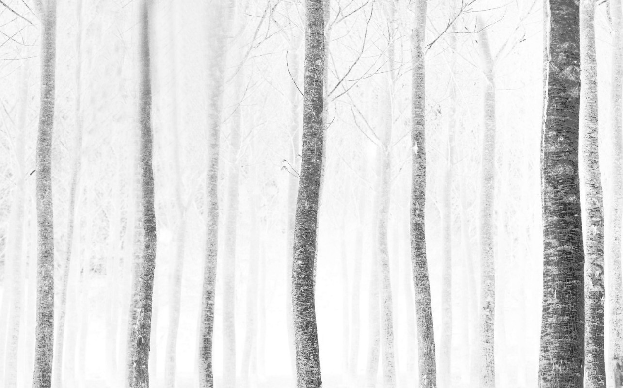 Afbeeldingen van Bos