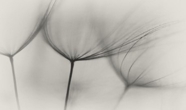 Picture of Tragopogon