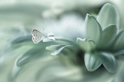 Picture of Bola ajaib