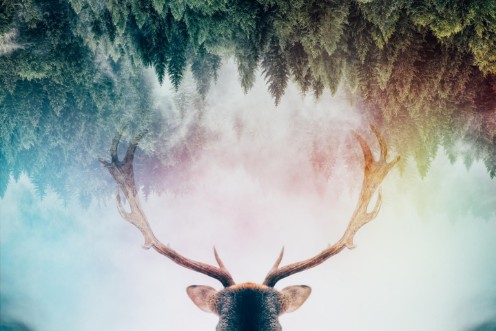 Afbeeldingen van Antler