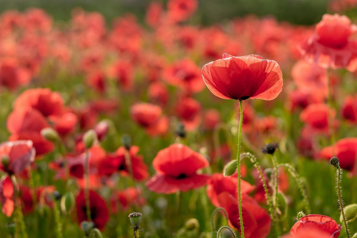 Image de The Light Behind