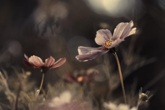 Bild von Flowers of innocence