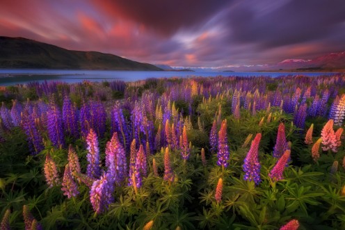 Image de Springtime Rush