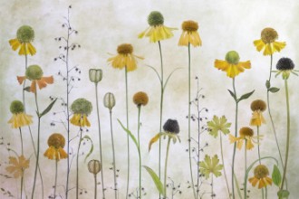 Ritratt ta’ Helenium
