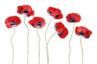 Picture of Ladybird Poppies