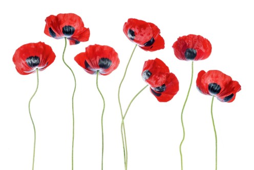 Image de Ladybird Poppies