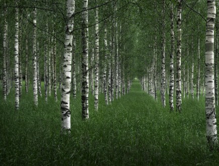 Picture of The tunnel