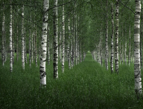 Picture of The tunnel