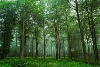 Slika Forest View