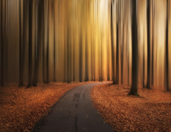 Picture of Path to unknown