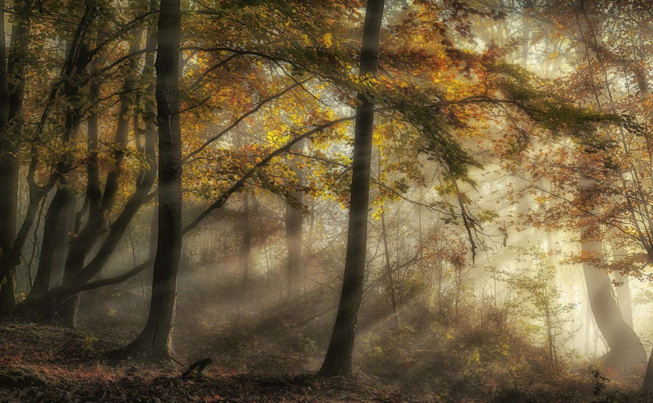 Picture of The lights of the forest