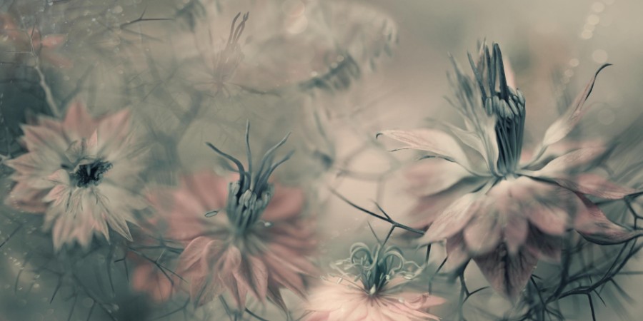 Afbeeldingen van The virgins II