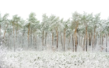 Bild von Snow world