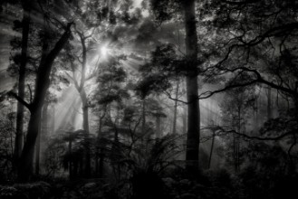 Picture of Primary forest