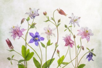 Picture of Columbine