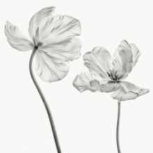 Bild von Same tulip: front-and backview