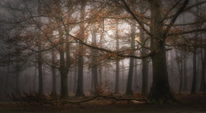 Bild von Foggy memory of the past
