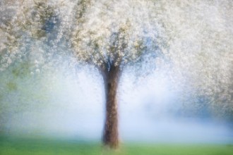Immagine di Dreamy spring