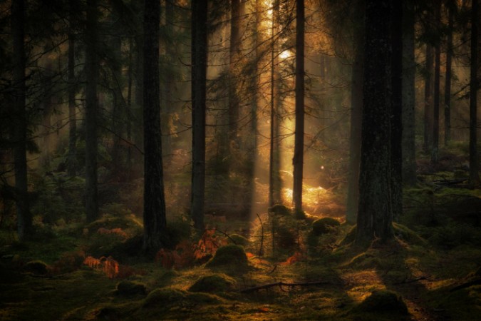 Bild von La luce nella foresta